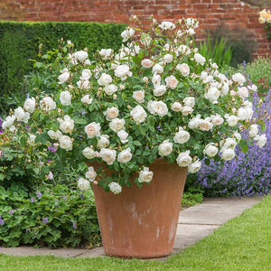 David Austin Desdemona® English Shrub Rose (6-Litre Pot) image 3