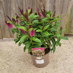 Hebe Addenda® 'Donna Nikka' (2-Litre Pot) image 0