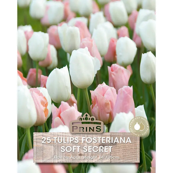 Tulip 'Soft Secret' (25 bulbs) image 0