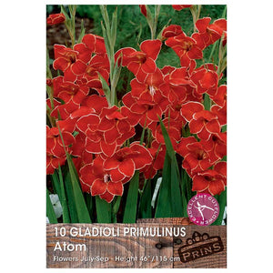 Gladioli Primulinus 'Atom' - 10 bulbs image 0