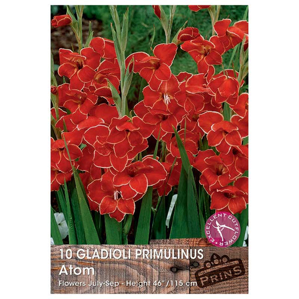 Gladioli Primulinus 'Atom' - 10 bulbs image 0