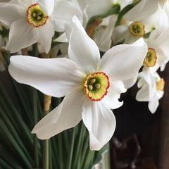 Narcissus ‘Pheasant’s Eye’ Daffodil (40 Bulbs) image 0
