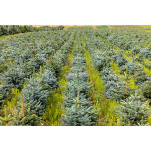 Needlefresh Blue Spruce Pot Grown Christmas Tree image 1