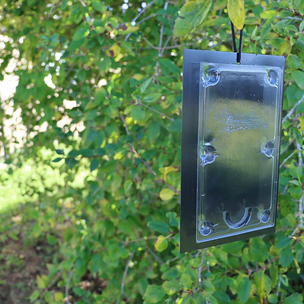 Defenders Tomato Leaf Miner Pheromone Traps image 2