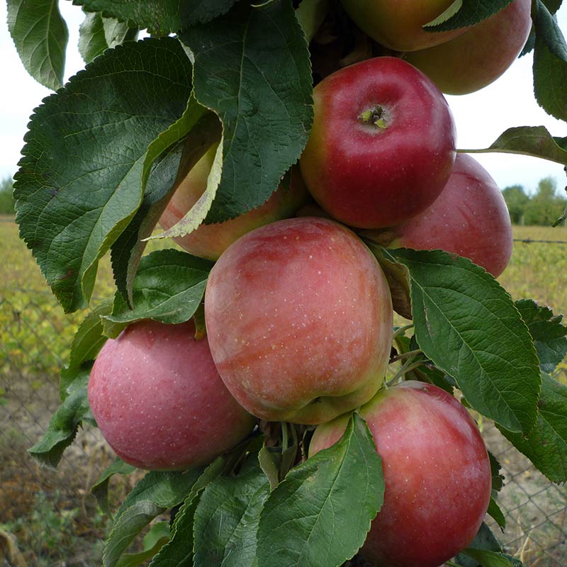 Malus ‘Princess Ruth’ Dwarf Apple Tree (5.5-Litre Pot) image 0