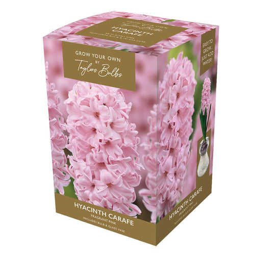 Hyacinth Carafe Indoor Planter Set (Available in 3 colours) - Pink image