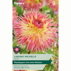 Dahlia ‘Lindsay Michelle’ with Yellow & Pink Flowers (1 Tuber) image 0