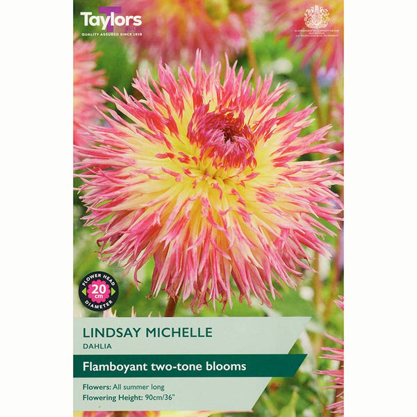 Dahlia ‘Lindsay Michelle’ with Yellow & Pink Flowers (1 Tuber) image 0