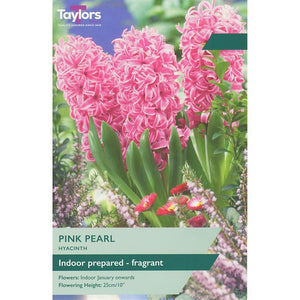 Hyacinth ‘Pink Pearl’ (3 Prepared Bulbs) image 0