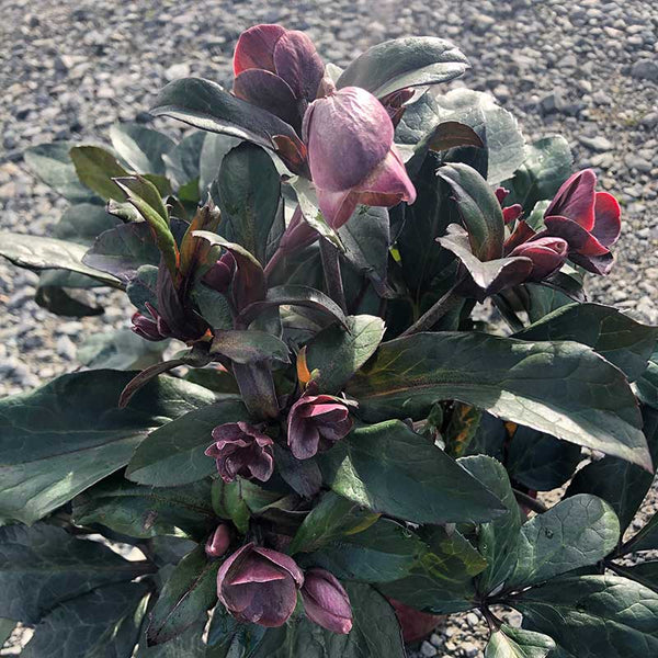 Helleborus ‘HGC Merlin’ Snow Rose (2-Litre Pot) image 0