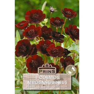 Cosmos atrosanguineus 'Chocolate Plant' (1 bulb) image 0
