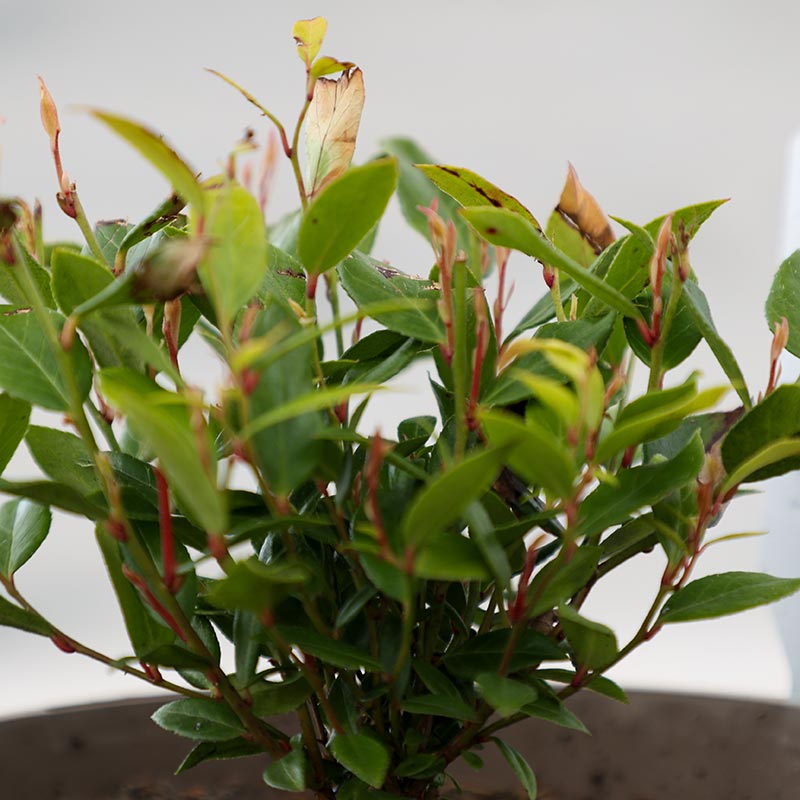 Leucothoe ‘Little Flames’ (3-Litre Pot) image 0