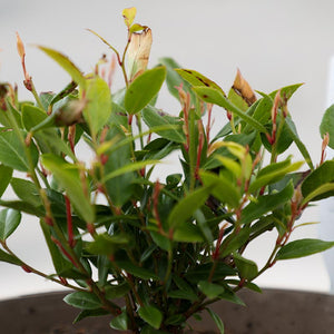 Leucothoe ‘Little Flames’ (3-Litre Pot) image 1