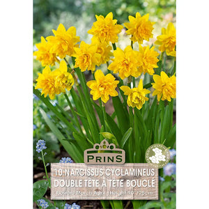 Narcissus Double ‘Tête-à-tête’ Boucle (10 bulbs) image 0