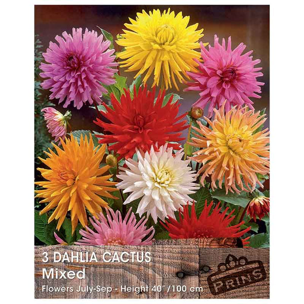 Dahlia 'Cactus Mixed' (3 tubers) image 0