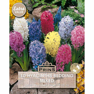 Hyacinth Bedding - Mixed Colours (10 Bulbs) image 0