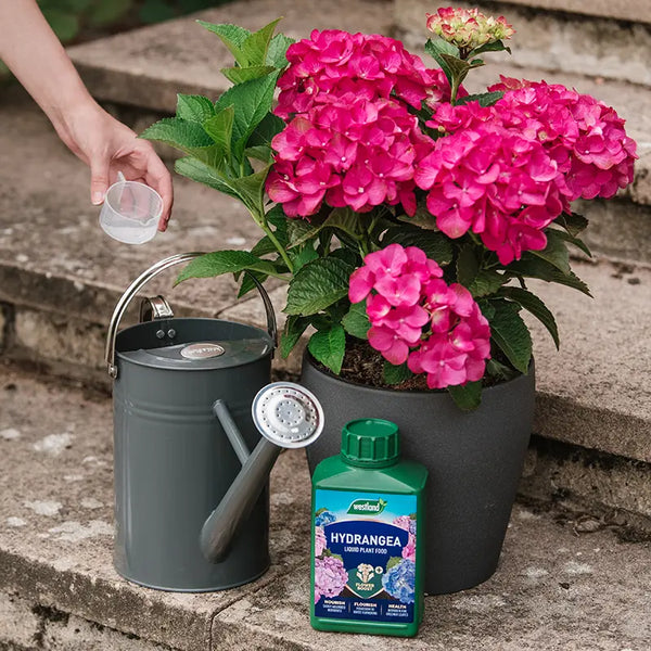 Westland Hydrangea High Performance Liquid Plant Food (1 litre) image 1