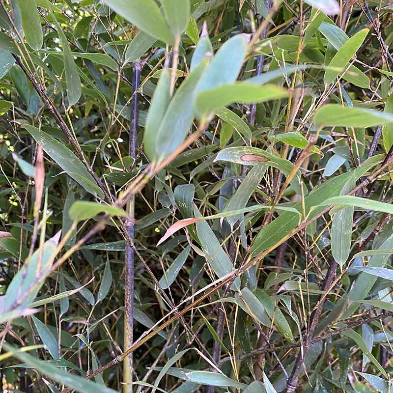 Phyllostachys nigra black bamboo image 0