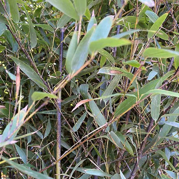 Phyllostachys nigra black bamboo image 0