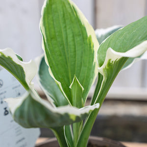 Hosta ‘Patriot’ (2-Litre Pot) image 2