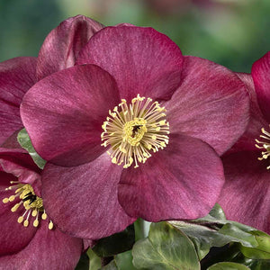 Helleborus ‘HGC Winter Ballet Cozy Red’ (2-Litre Pot) image 1