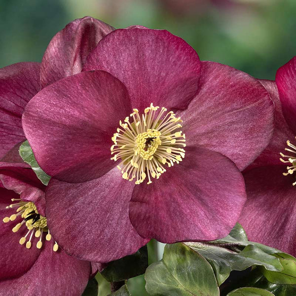 Helleborus ‘HGC Winter Ballet Cozy Red’ (2-Litre Pot) image 1