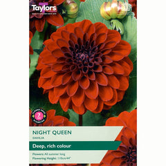Dahlia 'Night Queen' (1 Tuber) image 0