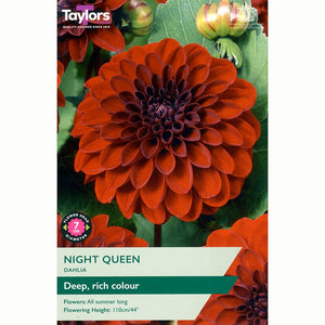 Dahlia 'Night Queen' (1 Tuber) image 0