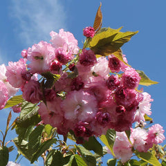 Prunus ‘Pink Perfection’ Tree (Cherry Blossom) (12-Litre Pot) image 0