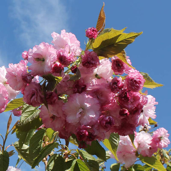 Prunus ‘Pink Perfection’ Tree (Cherry Blossom) (12-Litre Pot) image 0