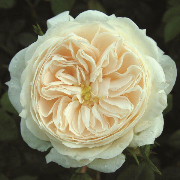 Peter Beales ‘Macmillan Nurse’ Shrub Rose (4-Litre Pot) image 0