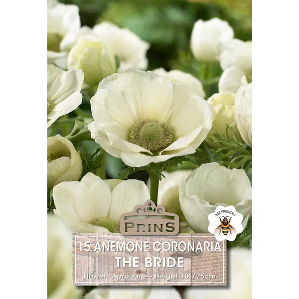 Anemone coronaria 'The Bride' (15 bulbs) image 0