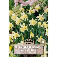 Narcissus 'W.P. Milner' (10 bulbs) image 0