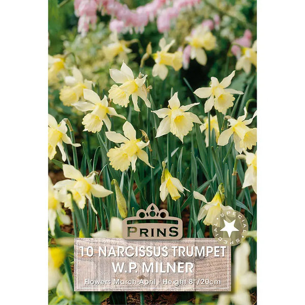 Narcissus 'W.P. Milner' (10 bulbs) image 0