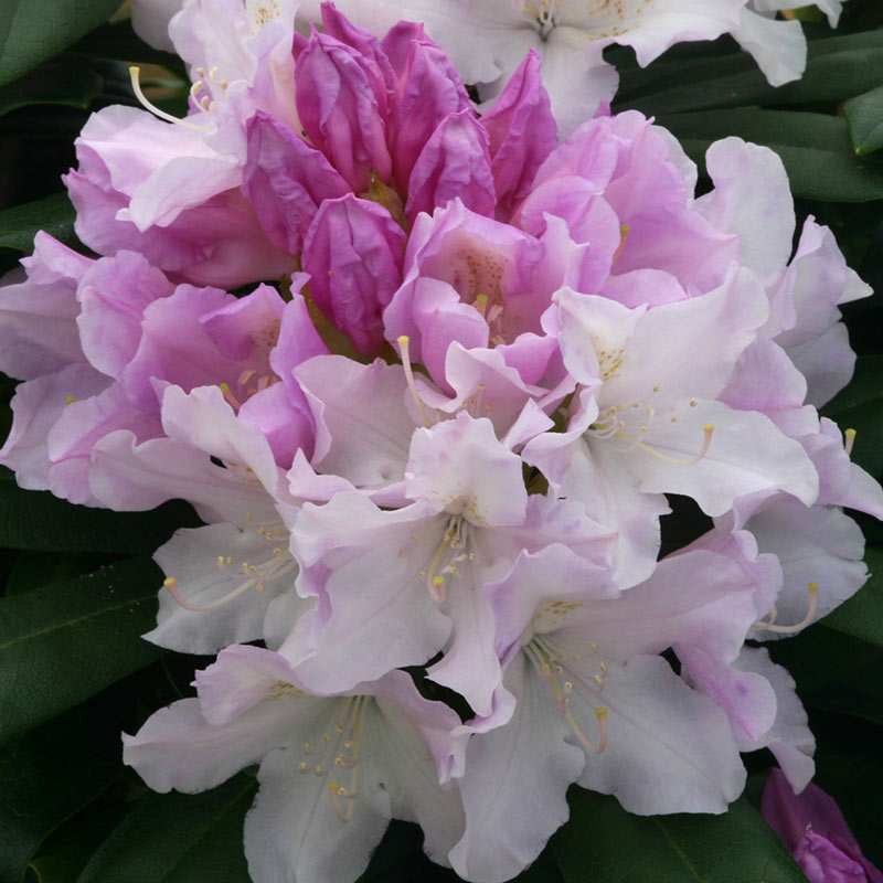 Rhododendron ‘Hoppy’ (3-Litre Pot) image 0