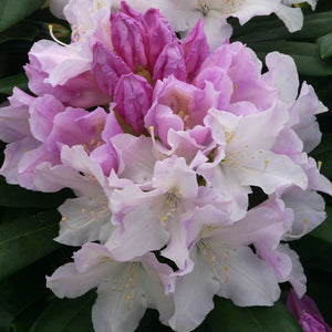 Rhododendron ‘Hoppy’ (3-Litre Pot) image 0