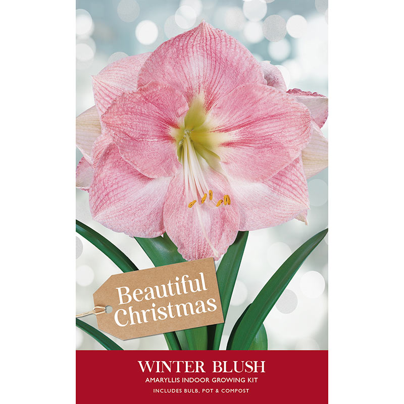 Amaryllis 'Winter Blush' (Premium Christmas Indoor Growing Kit Gift Pack) image 0