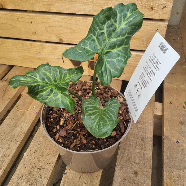 Arum Italicum image 0