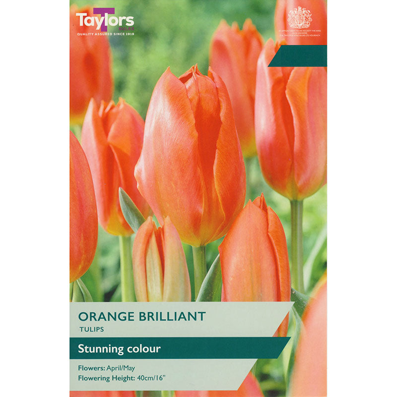 Tulip ‘Orange Brilliant’ (9 bulbs) image 0