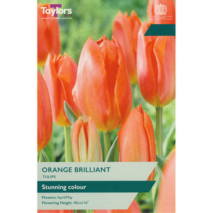 Tulip ‘Orange Brilliant’ (9 bulbs) image 0