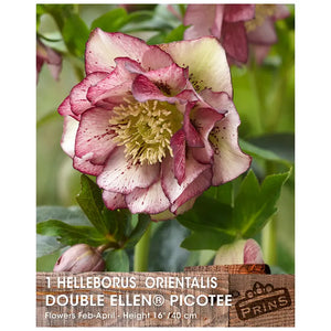Helleborus orientalis 'Double Ellen Picotee' (1 bulb) image 0
