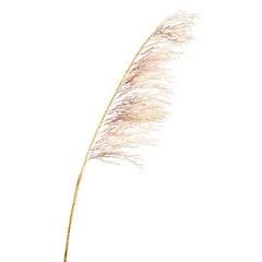 Emerald Cream Pampas Branch (125cm) image 0