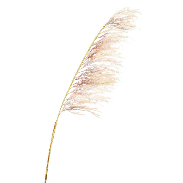 Emerald Cream Pampas Branch (125cm) image 0