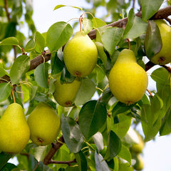 ‘Beth’ Pear Tree (12-Litre Pot) image 0