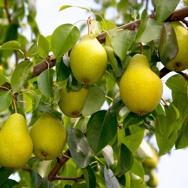 ‘Beth’ Pear Tree (12-Litre Pot) image 0