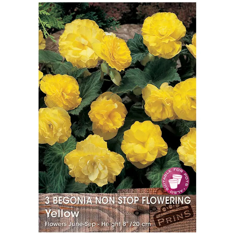 Begonia Non-stop Flowering 'Yellow' (3 tubers) image 0