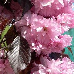 Prunus 'Royal Burgundy' Tree (Cherry Blossom) (12-Litre Pot) image 0