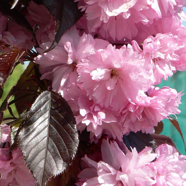 Prunus 'Royal Burgundy' Tree (Cherry Blossom) (12-Litre Pot) image 0
