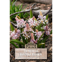Scilla Bifolia ‘Rosea’ Pink Alpine Squill (10 Bulbs) image 0
