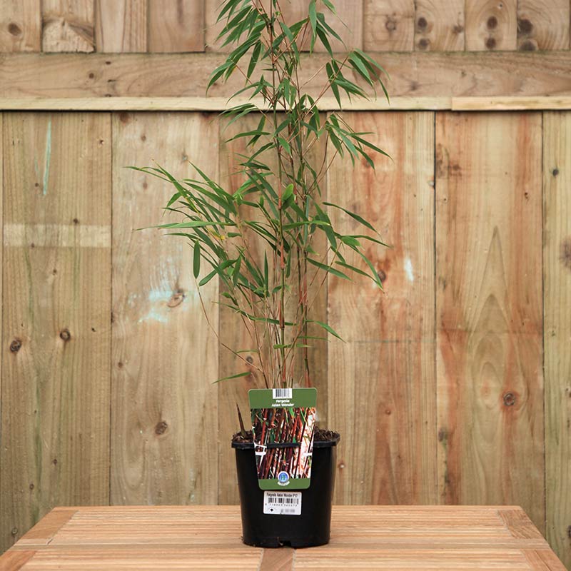Fargesia Scabrida Asian Wonder Bamboo image 0
